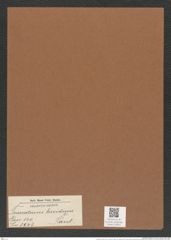 Triceratium lucidum Pant. (de-Toni-Nr.: Genus 140, Species 3941) Zeichnungen Sammlung Grunow Mappe 03953 (Herbarium_W_Grunow_drawings_Folder_03953)